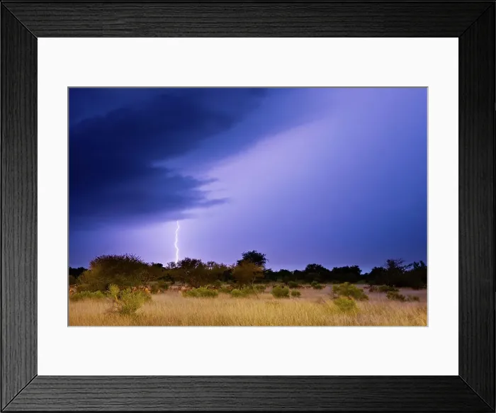 Framed Print : Impala (Aepyceros melampus) herd in veld with a lightning strike during a thunder storm Framed Print : Impala (Aepyceros melampus) herd in veld with a lightning strike during a thunder storm