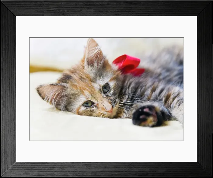Framed Print : Kitten relaxing on bed Framed Print : Kitten relaxing on bed