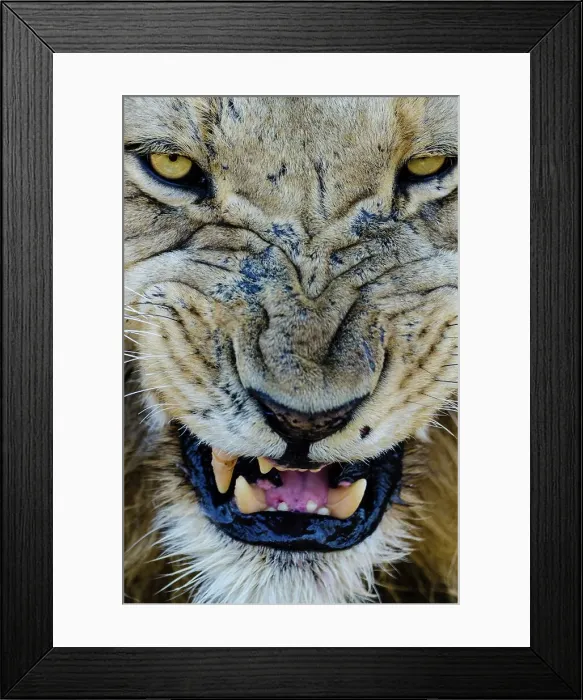 Framed Print : Lion (Panthera leo) snarling. MalaMala (Mala Mala) Game Reserve Framed Print : Lion (Panthera leo) snarling. MalaMala (Mala Mala) Game Reserve