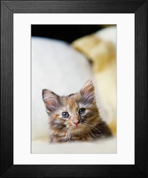 Framed Print : Kitten relaxing on bed Framed Print : Kitten relaxing on bed