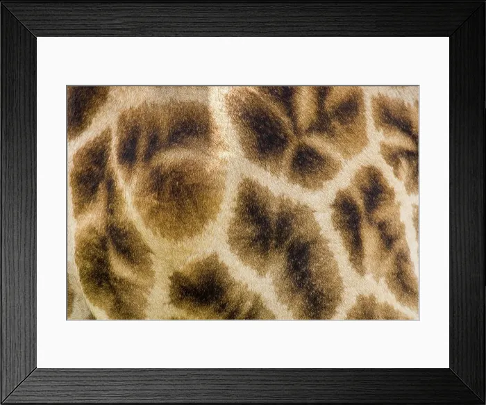 Framed Print : Detail of Giraffe (Giraffa Camelopardalis) skin Framed Print : Detail of Giraffe (Giraffa Camelopardalis) skin