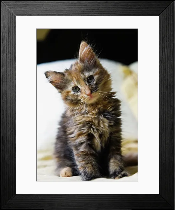 Framed Print : Kitten relaxing on bed Framed Print : Kitten relaxing on bed