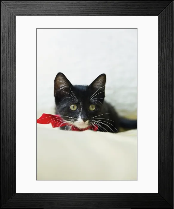 Framed Print : Black kitten wearing bow on bed Framed Print : Black kitten wearing bow on bed