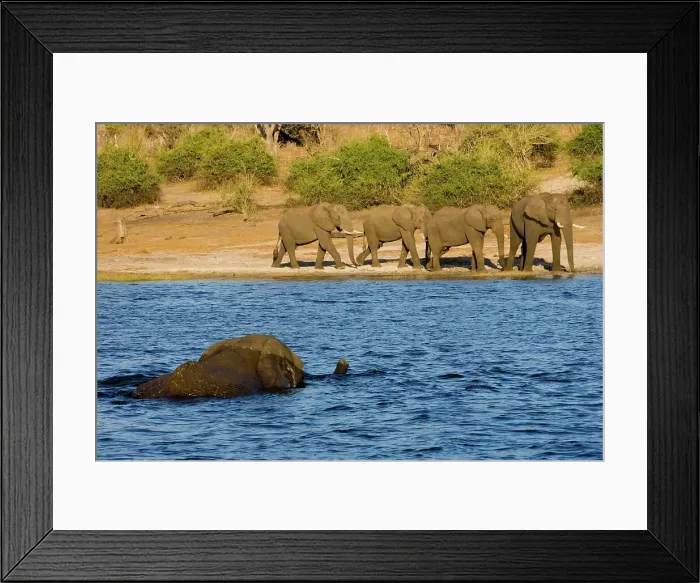 Framed Print : Elephant (Loxodonta Africana) Chobe National Park
