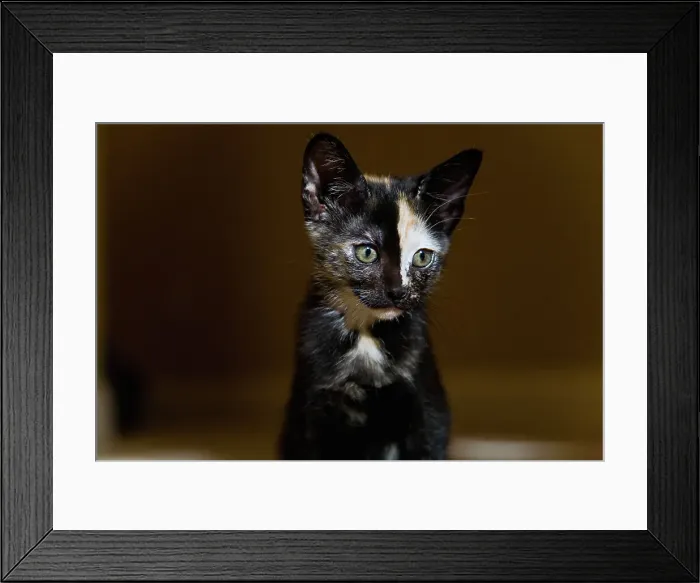 Framed Print : Kitten resting in dark Framed Print : Kitten resting in dark