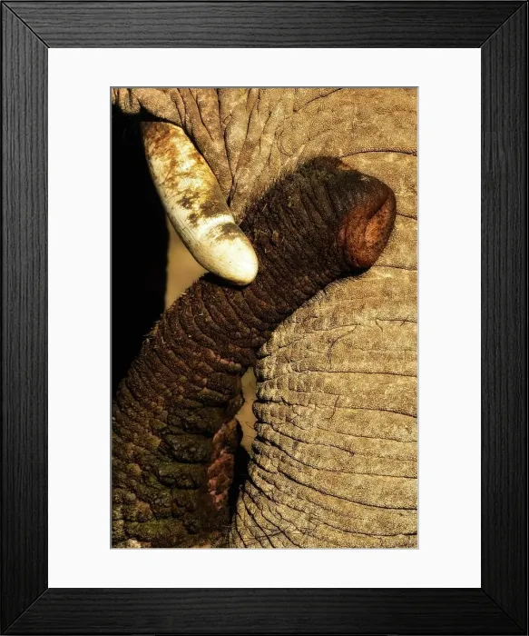 Framed Print : African bush elephant or African savanna elephant (Loxodonta africana) Framed Print : African bush elephant or African savanna elephant (Loxodonta africana)