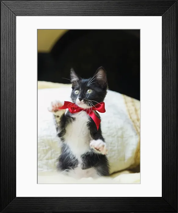 Framed Print : Kitten wearing bow on bed