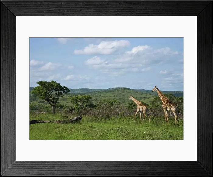 Framed Print : Giraffe Giraffa Camelopardalis} Framed Print : Giraffe Giraffa Camelopardalis}