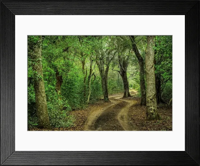 Framed Print : Sand Forest (sandforest) interior Framed Print : Sand Forest (sandforest) interior