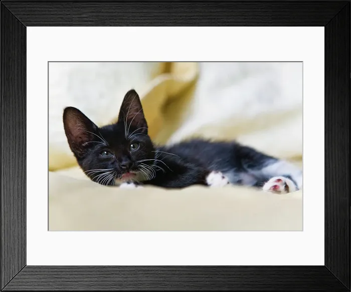 Framed Print : Black kitten resting on bed Framed Print : Black kitten resting on bed