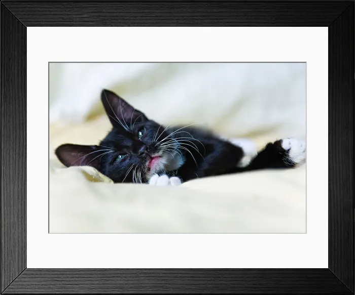Framed Print : Black kitten resting on bed Framed Print : Black kitten resting on bed