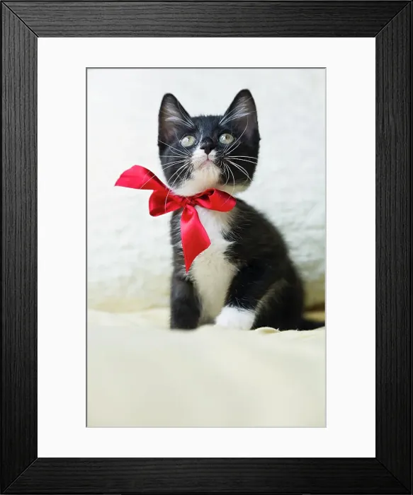Framed Print : Kitten wearing bow, looking up Framed Print : Kitten wearing bow, looking up