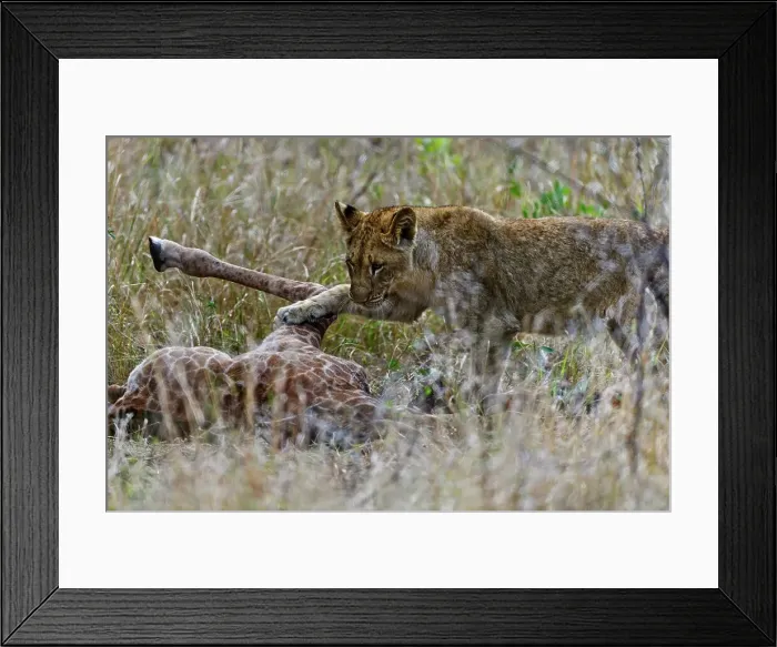 Framed Print : A Lion (Panthera leo) pride found this Giraffe (Giraffa camelopardalis) and her calf (the calf had a broken leg) Framed Print : A Lion (Panthera leo) pride found this Giraffe (Giraffa camelopardalis) and her calf (the calf had a broken leg)