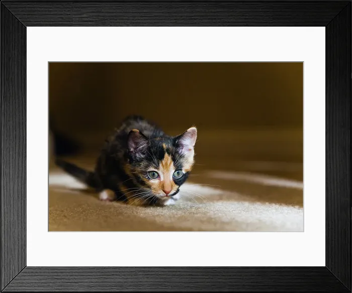 Framed Print : Kitten resting on carpet Framed Print : Kitten resting on carpet