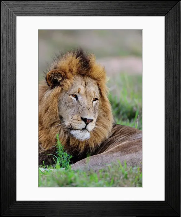 Framed Print : Lion (Panthera leo). Phinda  /  Munyawana  /  Zuka Game Reserve
