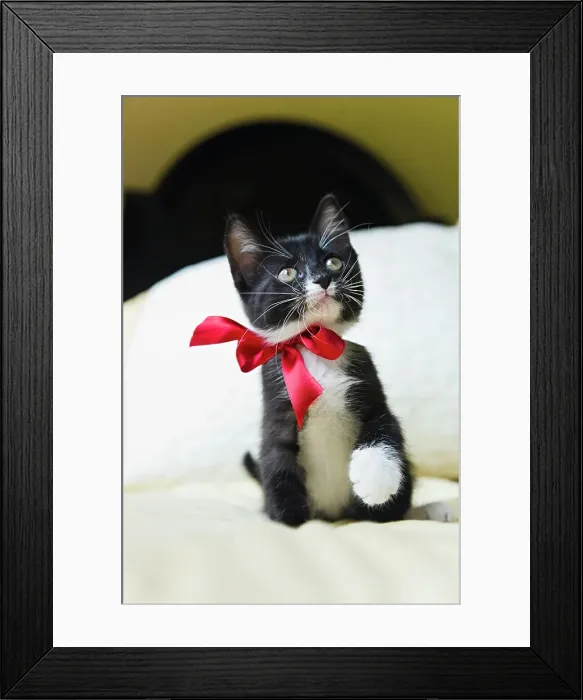 Framed Print : Kitten wearing bow, looking up on bed