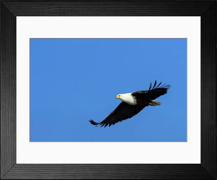Framed Print : African Fish Eagle (Haliaeetus vocifer) catching a fish Framed Print : African Fish Eagle (Haliaeetus vocifer) catching a fish