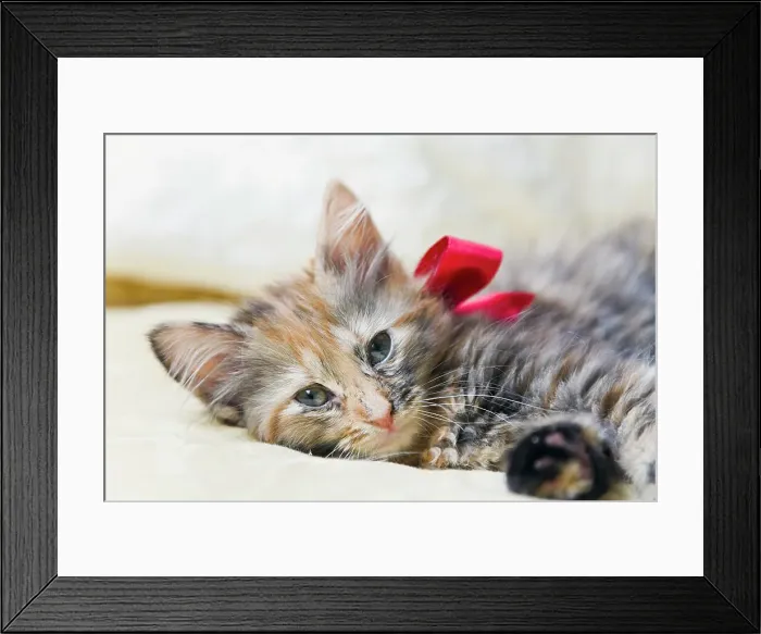 Framed Print : Kitten wearing bow, lying on bed