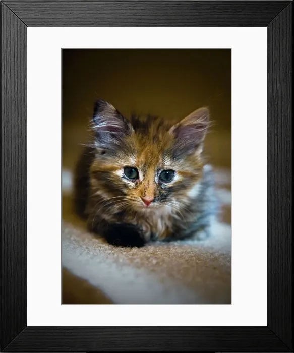 Framed Print : Kitten resting on carpet
