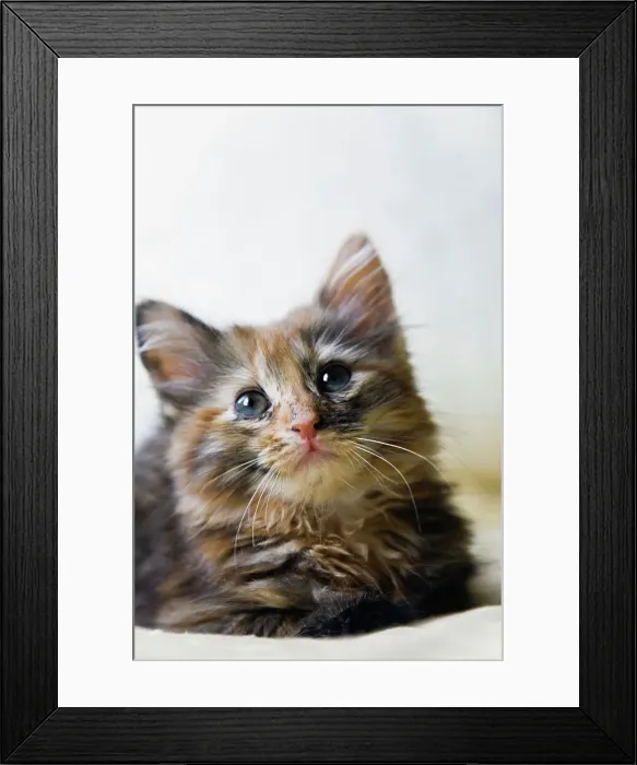 Framed Print : Kitten relaxing on bed Framed Print : Kitten relaxing on bed