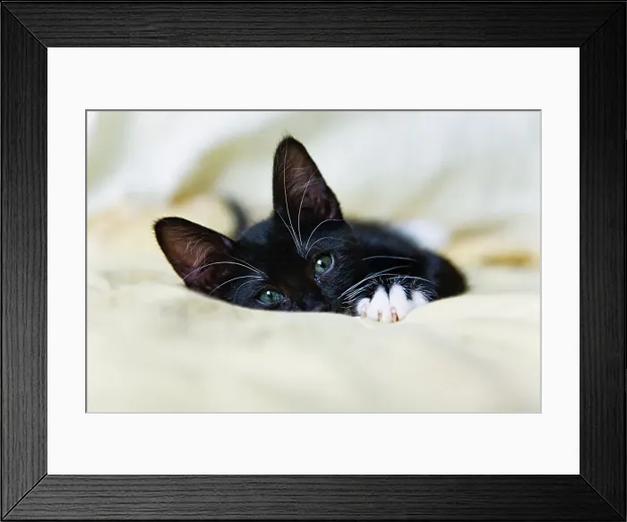 Framed Print : Black kitten resting on bed Framed Print : Black kitten resting on bed
