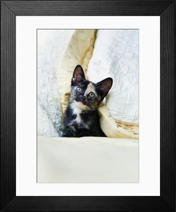 Framed Print : Curious kitten on bed Framed Print : Curious kitten on bed