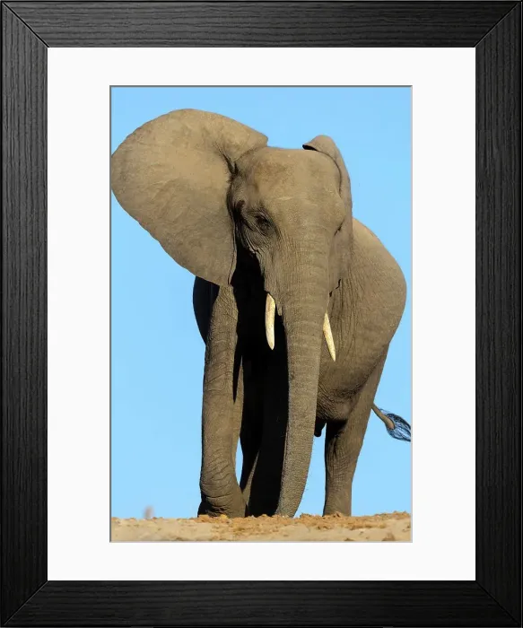 Framed Print : African bush elephant or African savanna elephant (Loxodonta africana) Framed Print : African bush elephant or African savanna elephant (Loxodonta africana)