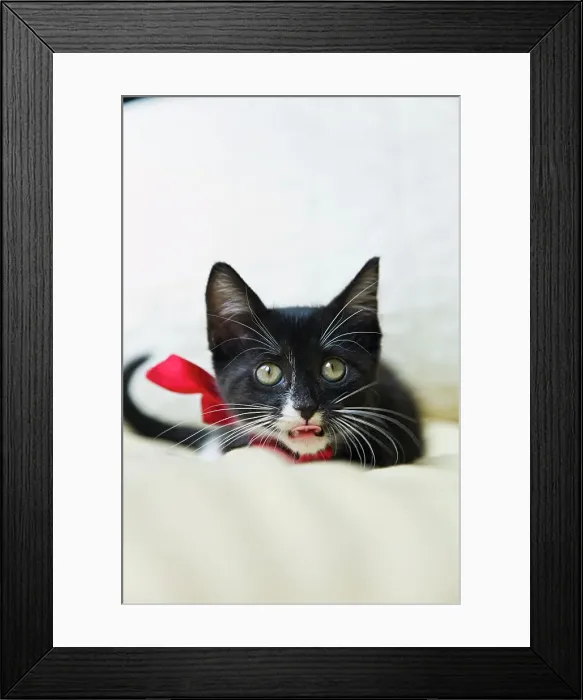 Framed Print : Black kitten wearing bow on bed Framed Print : Black kitten wearing bow on bed