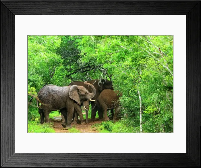 Framed Print : African bush elephant or African savanna elephant (Loxodonta africana) on the edge of Sand Forest Framed Print : African bush elephant or African savanna elephant (Loxodonta africana) on the edge of Sand Forest