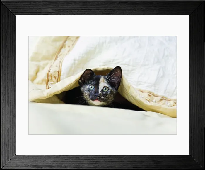Framed Print : Kitten hiding under bedclothes Framed Print : Kitten hiding under bedclothes