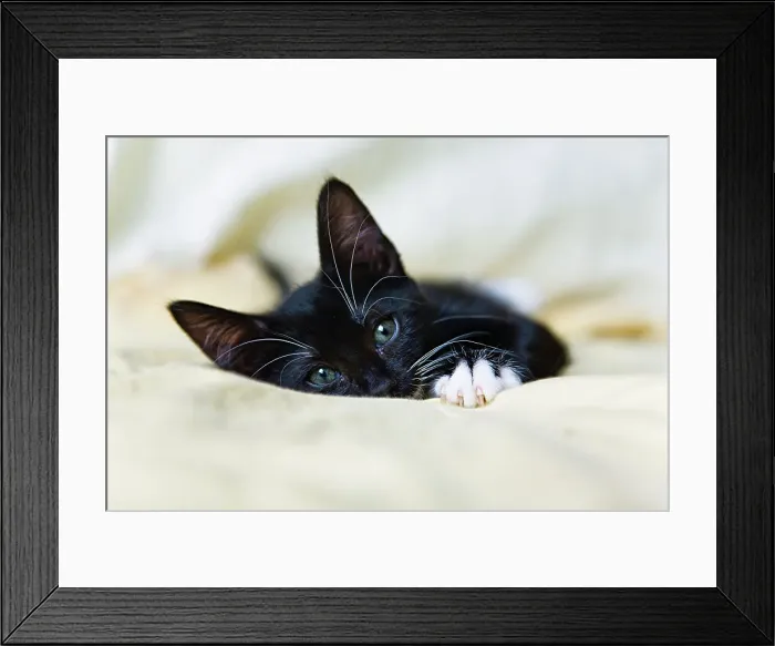 Framed Print : Black kitten resting on bed