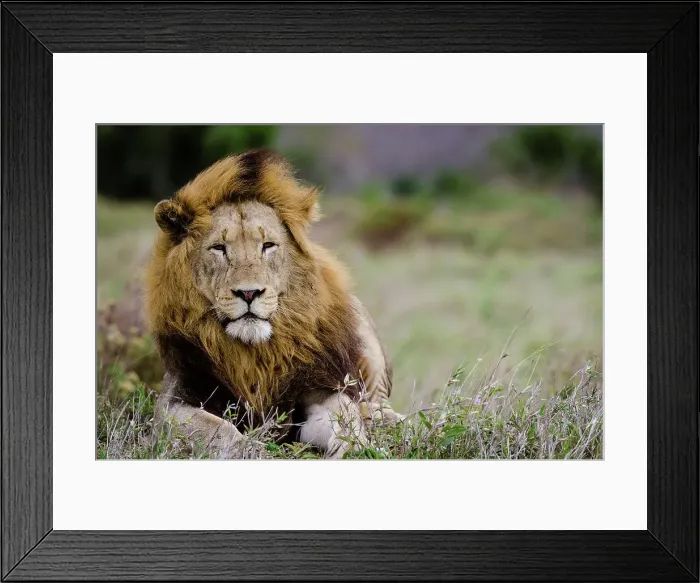 Framed Print : Lion (Panthera leo). Phinda  /  Munyawana  /  Zuka Game Reserve