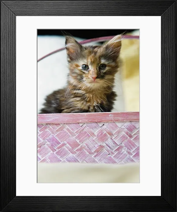Framed Print : Kitten in basket Framed Print : Kitten in basket