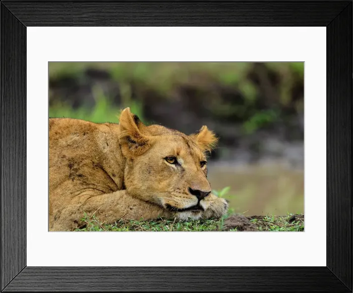 Framed Print : Lion (Panthera leo). Phinda  /  Munyawana  /  Zuka Game Reserve