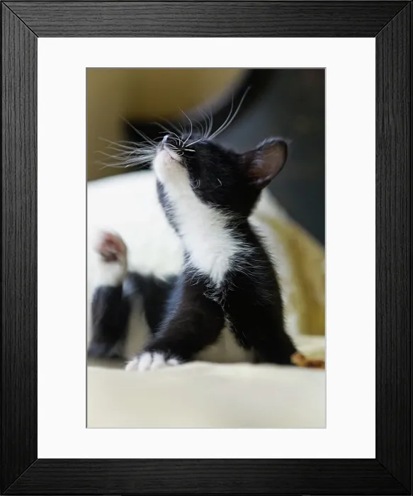 Framed Print : Black kitten resting on bed Framed Print : Black kitten resting on bed
