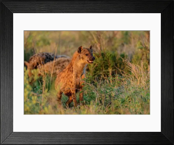 Framed Print : Spotted hyena (Crocuta crocuta) Framed Print : Spotted hyena (Crocuta crocuta)