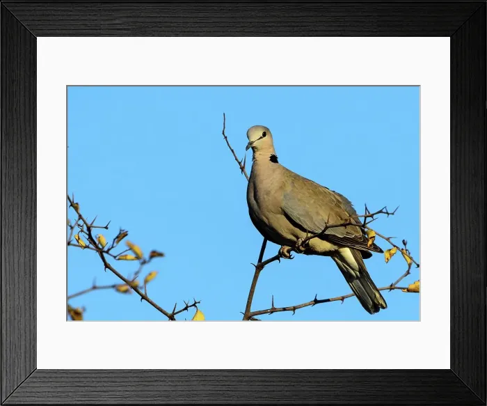Framed Print : Ring-necked Dove (Streptopelia capicola) Framed Print : Ring-necked Dove (Streptopelia capicola)