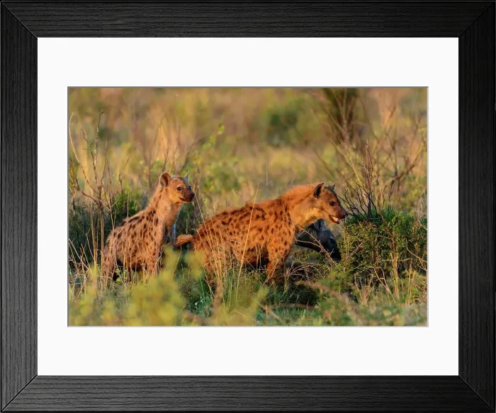 Framed Print : Spotted hyena (Crocuta crocuta) Framed Print : Spotted hyena (Crocuta crocuta)