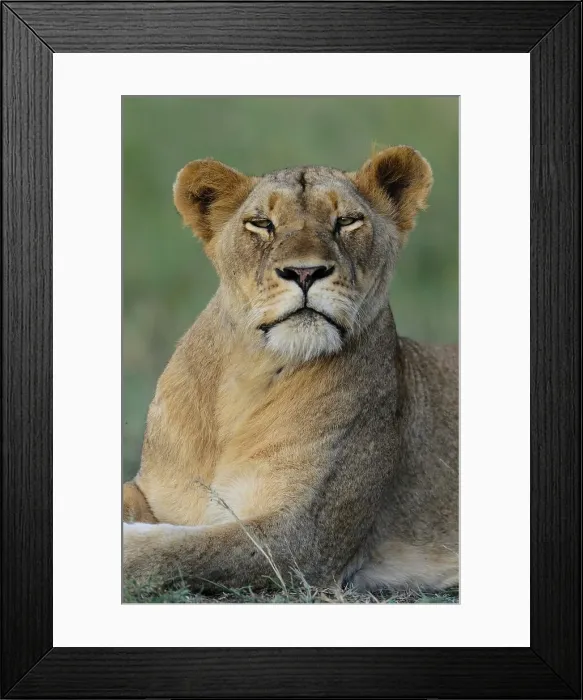 Framed Print : Lion (Panthera leo). Phinda  /  Munyawana  /  Zuka Game Reserve