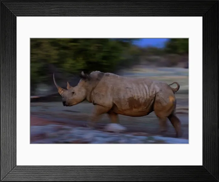 Framed Print : White rhinoceros or square-lipped rhinoceros (Ceratotherium simum) Framed Print : White rhinoceros or square-lipped rhinoceros (Ceratotherium simum)
