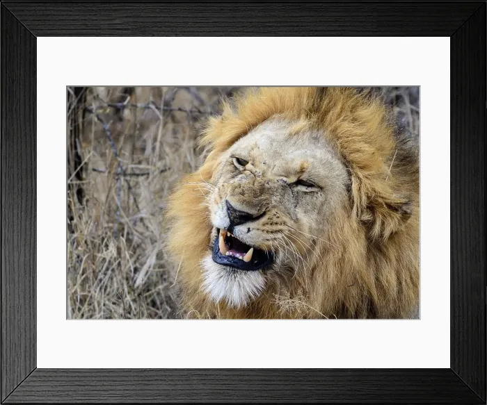 Framed Print : Lion (Panthera leo). MalaMala (Mala Mala) Game Reserve Framed Print : Lion (Panthera leo). MalaMala (Mala Mala) Game Reserve