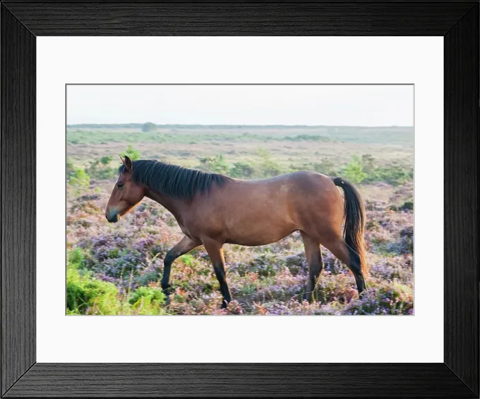Framed Print : England, Hampshire, New Forest, Horse Grazing Framed Print : England, Hampshire, New Forest, Horse Grazing