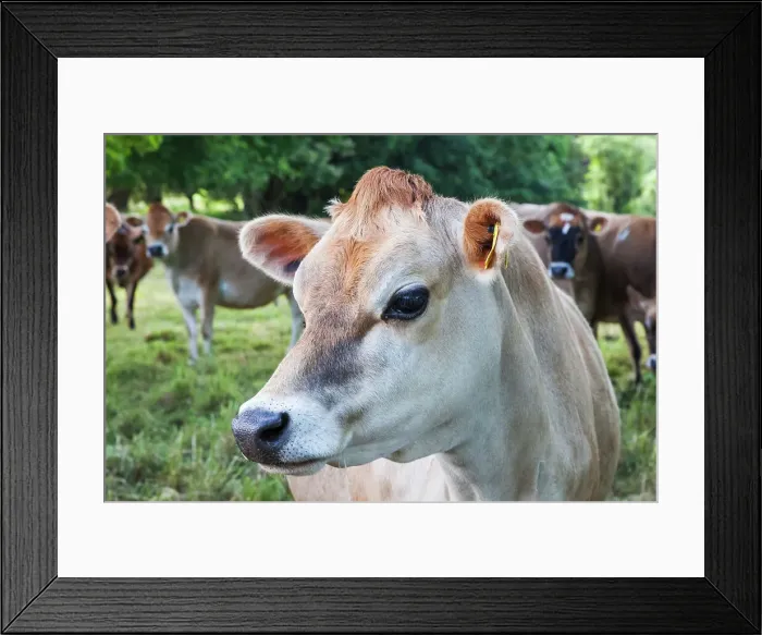 Framed Print : United Kingdon, Channel Islands