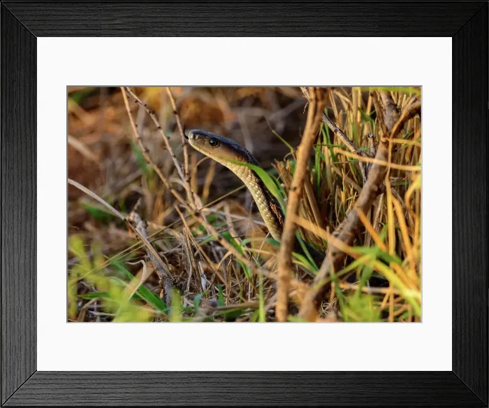 Framed Print : Black mamba (Dendroaspis polylepis) Framed Print : Black mamba (Dendroaspis polylepis)