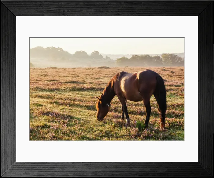 Framed Print : England, Hampshire, New Forest, Horse Grazing Framed Print : England, Hampshire, New Forest, Horse Grazing