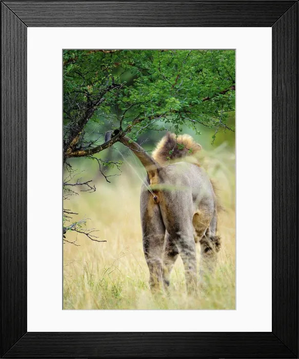 Framed Print : Lion (Panthera leo) spraying urine to scent mark his territory