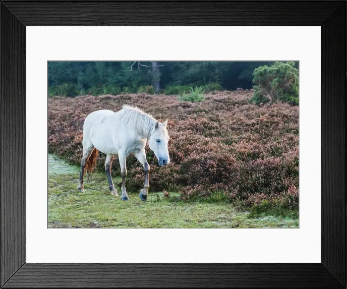 Framed Print : England, Hampshire, New Forest Framed Print : England, Hampshire, New Forest