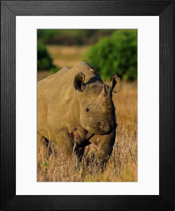 Framed Print : Black rhinoceros (rhino) or hook-lipped rhinoceros (Diceros bicornis) and Red-billed Oxpecker (Buphagus erythrorhynchus) Framed Print : Black rhinoceros (rhino) or hook-lipped rhinoceros (Diceros bicornis) and Red-billed Oxpecker (Buphagus erythrorhynchus)
