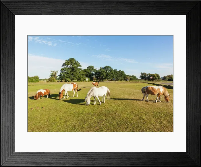 Framed Print : England, Hampshire, New Forest
