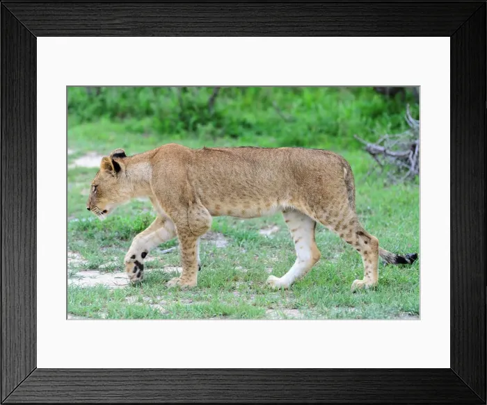 Framed Print : Lion (Panthera leo) cub with a lump on its left elbow caused by Bovine tuberculosis (TB) Framed Print : Lion (Panthera leo) cub with a lump on its left elbow caused by Bovine tuberculosis (TB)